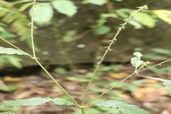 Achyranthes bidentata